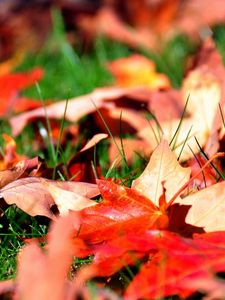 Preview wallpaper leaves, autumn, grass, lawn, greens, maple