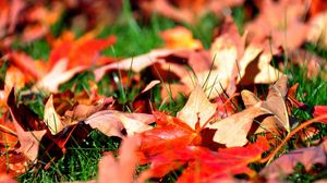 Preview wallpaper leaves, autumn, grass, lawn, greens, maple