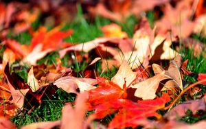 Preview wallpaper leaves, autumn, grass, lawn, greens, maple