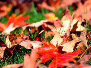 Preview wallpaper leaves, autumn, grass, lawn, greens, maple