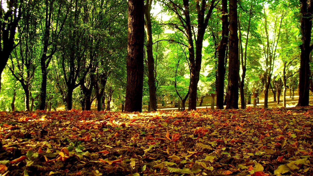 Wallpaper leaves, autumn, grass, trees