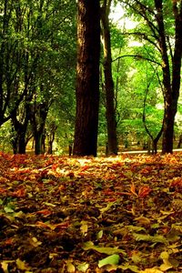 Preview wallpaper leaves, autumn, grass, trees