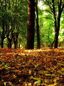 Preview wallpaper leaves, autumn, grass, trees