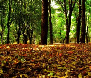 Preview wallpaper leaves, autumn, grass, trees