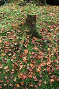 Preview wallpaper leaves, autumn, grass, tree, stump