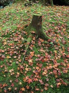 Preview wallpaper leaves, autumn, grass, tree, stump