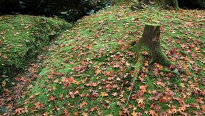 Preview wallpaper leaves, autumn, grass, tree, stump