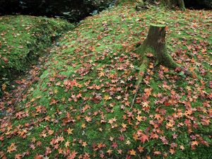 Preview wallpaper leaves, autumn, grass, tree, stump