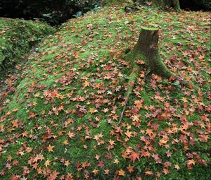 Preview wallpaper leaves, autumn, grass, tree, stump