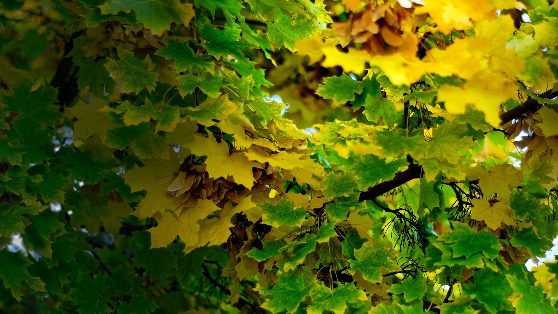 Download wallpaper 1920x1080 leaves, autumn, green full hd, hdtv, fhd