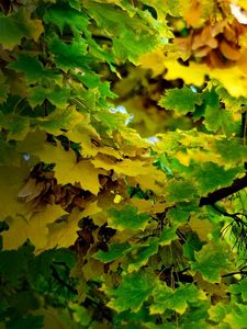 Preview wallpaper leaves, autumn, green