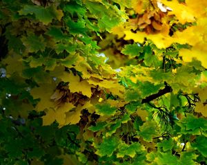 Preview wallpaper leaves, autumn, green