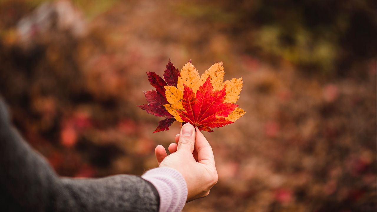 Wallpaper leaves, autumn, hand, veins, focus