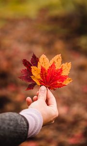 Preview wallpaper leaves, autumn, hand, veins, focus