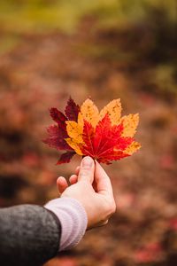 Preview wallpaper leaves, autumn, hand, veins, focus