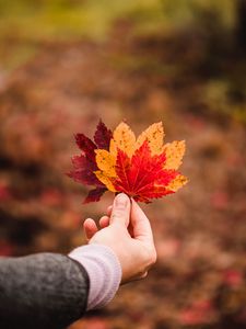 Preview wallpaper leaves, autumn, hand, veins, focus