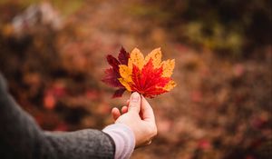 Preview wallpaper leaves, autumn, hand, veins, focus