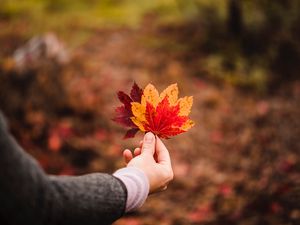 Preview wallpaper leaves, autumn, hand, veins, focus