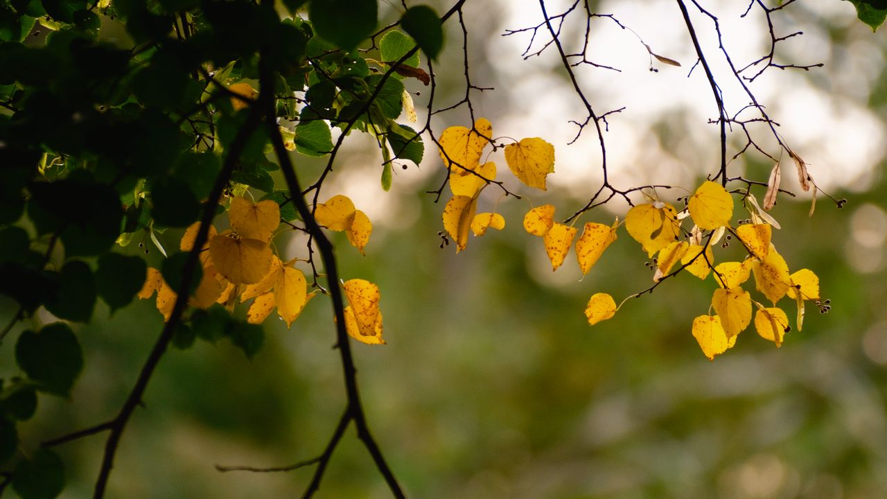 Wallpaper leaves, autumn leaves, branches, tree