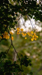 Preview wallpaper leaves, autumn leaves, branches, tree