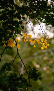 Preview wallpaper leaves, autumn leaves, branches, tree