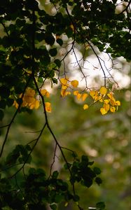 Preview wallpaper leaves, autumn leaves, branches, tree