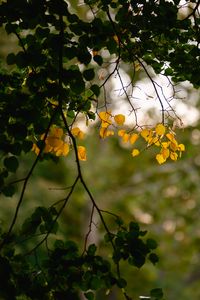 Preview wallpaper leaves, autumn leaves, branches, tree