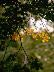 Preview wallpaper leaves, autumn leaves, branches, tree