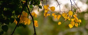 Preview wallpaper leaves, autumn leaves, branches, tree