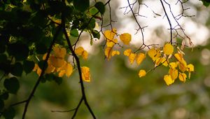 Preview wallpaper leaves, autumn leaves, branches, tree