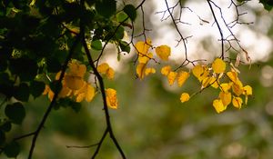 Preview wallpaper leaves, autumn leaves, branches, tree