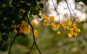 Preview wallpaper leaves, autumn leaves, branches, tree