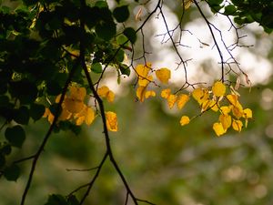 Preview wallpaper leaves, autumn leaves, branches, tree