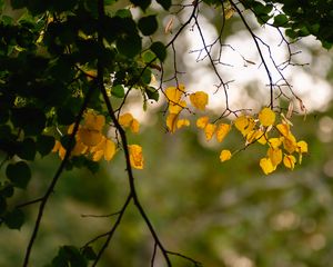 Preview wallpaper leaves, autumn leaves, branches, tree