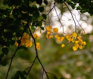 Preview wallpaper leaves, autumn leaves, branches, tree