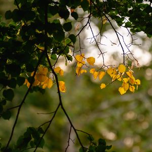 Preview wallpaper leaves, autumn leaves, branches, tree