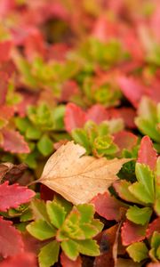 Preview wallpaper leaves, autumn, macro, blur, colorful