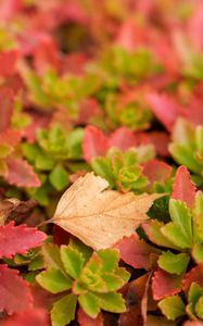 Preview wallpaper leaves, autumn, macro, blur, colorful