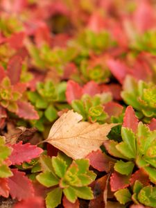 Preview wallpaper leaves, autumn, macro, blur, colorful