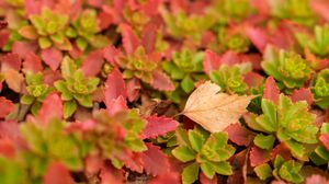 Preview wallpaper leaves, autumn, macro, blur, colorful