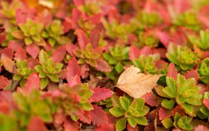 Preview wallpaper leaves, autumn, macro, blur, colorful
