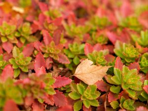 Preview wallpaper leaves, autumn, macro, blur, colorful