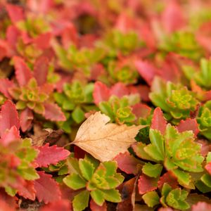 Preview wallpaper leaves, autumn, macro, blur, colorful