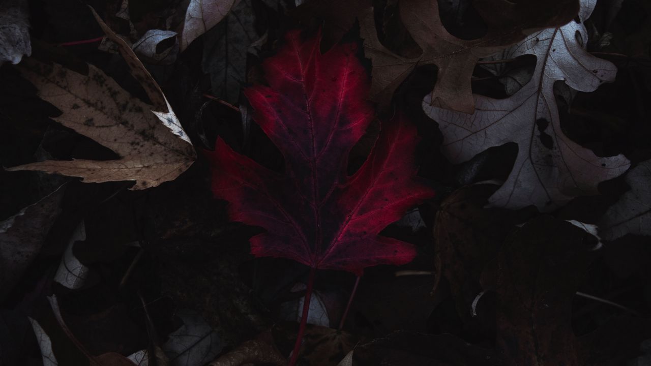 Wallpaper leaves, autumn, macro, red, dry