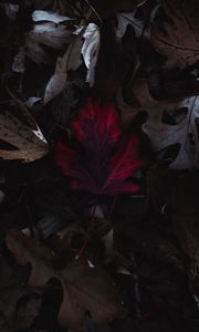 Preview wallpaper leaves, autumn, macro, red, dry