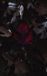 Preview wallpaper leaves, autumn, macro, red, dry