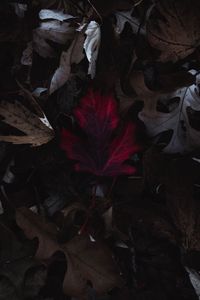 Preview wallpaper leaves, autumn, macro, red, dry