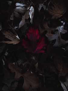 Preview wallpaper leaves, autumn, macro, red, dry