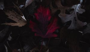 Preview wallpaper leaves, autumn, macro, red, dry