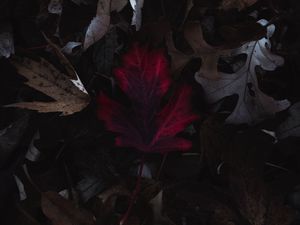 Preview wallpaper leaves, autumn, macro, red, dry